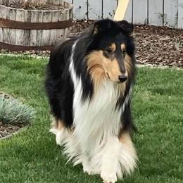 Collies from Aura Island