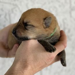 Titan - Liver German Shepherd puppy in Peoria, Arizona from Sunrise Shepherds