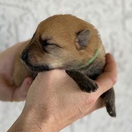 Titan - Liver German Shepherd puppy in Peoria, Arizona from Sunrise Shepherds
