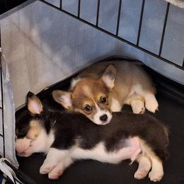 Pembroke Welsh Corgi Puppies from Rhone River Farm Pembroke Welsh Corgis