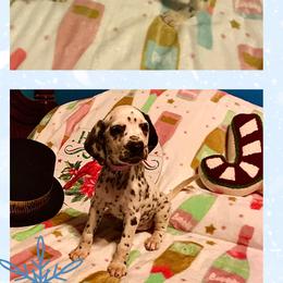 Orisha AKC LUA - White and black female Dalmatian puppy in Las Vegas, Nevada from 101 Dew Dream Valley Dalmatians