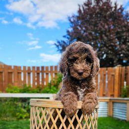 Patsy Cline - Merle female Cockapoo puppy in Moses Lake, Washington from Macy Meadows Doodles
