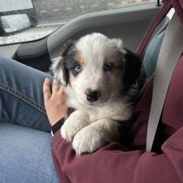 Companion Cross, Miniature Australian Shepherd, and Pembroke Welsh Corgi Puppies from JOY Farms
