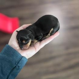 Chai - Black and tan male Dachshund puppy in Live Oak, Florida from Johnson’s Weiner Farm