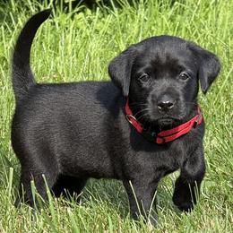 Verona's Romance - Black female Labrador Retriever puppy in Richmond, Maine from King K9 Academy