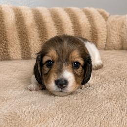 Nathan - Piebald male Dachshund puppy in Gold Canyon, Arizona from Silverking Kennels