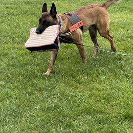 Belgian Malinois Puppies from Leash of Honor LLC