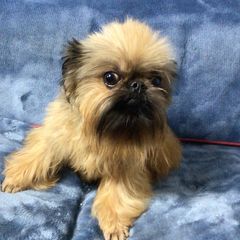 Griffaliscious - Brussels Griffon