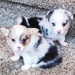 American Corgis and Pembroke Welsh Corgis from Barnes Corgis