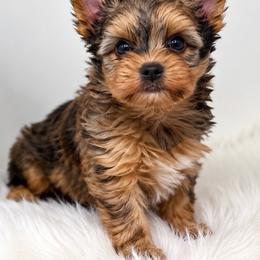 Cookie - Sable male Yorkshire Terrier puppy in Navarre, Florida from KAYY services