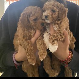Poodle Puppies from Jamilette Delatorre's Poodles