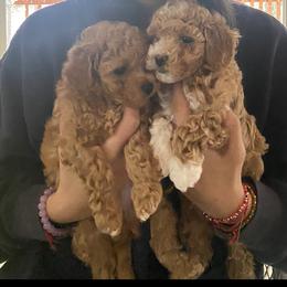 Poodle Puppies from Jamilette Delatorre's Poodles