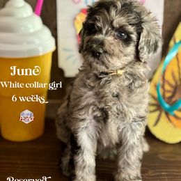 June - Merle female Labradoodle puppy in Paw Paw, Michigan from ProAct Canines