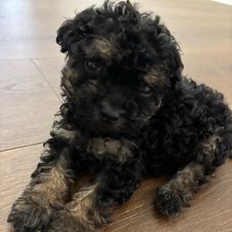 Milky Way- Toy under 7 lbs - Black phantom male Aussiedoodle puppy in Spring Hill, Florida from Pawprint Dreams Boarding and Kennel