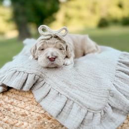 Queenie - Apricot female Goldendoodle puppy in Ooltewah, Tennessee from Allison Family Doodles