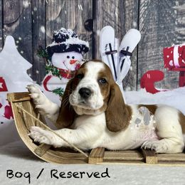 Boq - Mahogany and white male Basset Hound puppy in Dingess, West Virginia from Tuckers' Howling Hounds