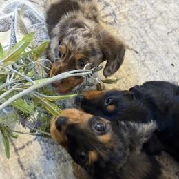 Dachshund Puppies from Birkin’ Paws