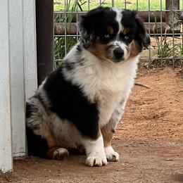 Levi - Blue merle male Toy Australian Shepherd puppy in Nocona, Texas from Rafter O Toy Aussies and Mini Heelers