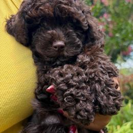 Coco Channel - Brown female Poodle puppy in Chattanooga, Tennessee from Joy-Fur Puppies