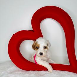 Pink Collar - Parti female Goldendoodle puppy in Miami, Florida from GoldStar Doodles USA