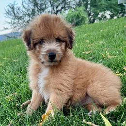 Cheddar - Red tri-color male Aussiedoodle puppy in Tonasket, Washington from V5 Aussies