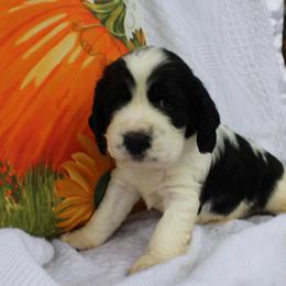 Cedar - Black and white male English Springer Spaniel puppy in Lexington, South Carolina from House Tiner Springers