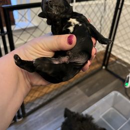 Girl 3 - Black Miniature Schnauzer puppy in Hull, Georgia from Ardent Miniature Schnauzers of Athens