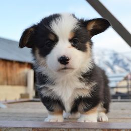 Pembroke Welsh Corgi Puppies from Farm Charm Corgis