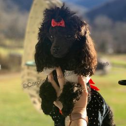 Dutchess - Poodle