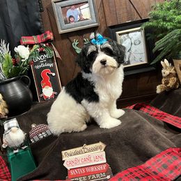 Havanese Puppies from Homeward Havanese, LLC