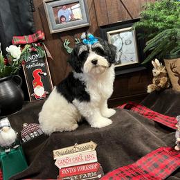 Havanese Puppies from Homeward Havanese, LLC
