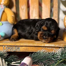 Ursula - Black and tan female Cavalier King Charles Spaniel puppy in Clinton, Oklahoma from Enchanted Spaniels