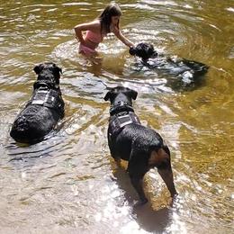 Rottweiler Puppies from Iron Clad Rottweiler
