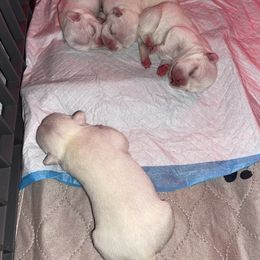 French Bulldog Puppies from Elite Bullies Miami