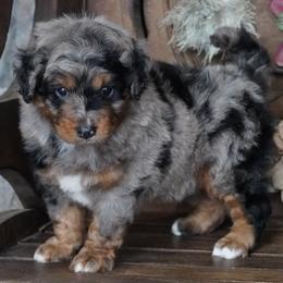 Jenny BMM Bigger Spots - Blue merle male Aussiedoodle puppy in Lawton, Oklahoma from Lindsey’s Aussies