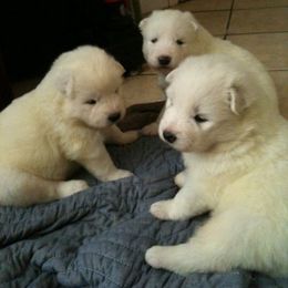 Samoyed Puppies from Falling cedar farm samoyeds