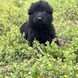 German Shepherd Puppies from Vom Hausgladfel