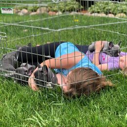 French Bulldog Puppies from Bleu Steele French Bulldogs