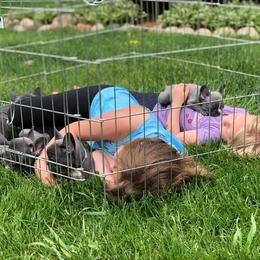 French Bulldog Puppies from Bleu Steele French Bulldogs
