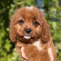 Jade - Red female Cavapoo puppy in Tucson, Arizona from Adored Poodle & Doodles