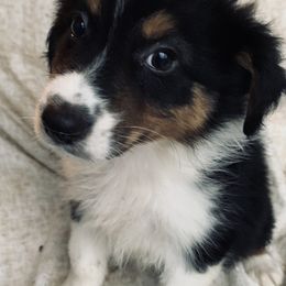 Boy 4 - Australian Shepherd puppy in Paint Rock, Alabama from Kotah’s Kennels