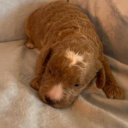 Harley - Apricot male Goldendoodle puppy in Haddam, Kansas from Golden B Acres