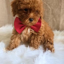 Pekingese, Poodle, and Shih Tzu Puppies from Happy puppies