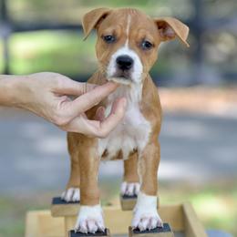 The Family Favorite - Red male American Staffordshire Terrier puppy in St. Augustine, Florida from LBK & Ancient City