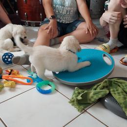 Golden Retriever Puppies from Danielle Kemper