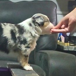 Miniature American Shepherd and Miniature Australian Shepherd Puppies from Rusty Rose Mini Aussies and Mini American Shepherds