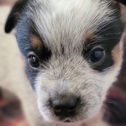Australian Cattle Dogs from Fun Size Heelers