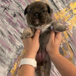 Anastasia (Stacy) - Blue female French Bulldog puppy in Chesnee, South Carolina from Michael & Raisa