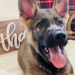 German Shepherds from Angel Oak German Shepherds