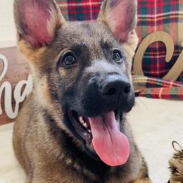 German Shepherds from Angel Oak German Shepherds